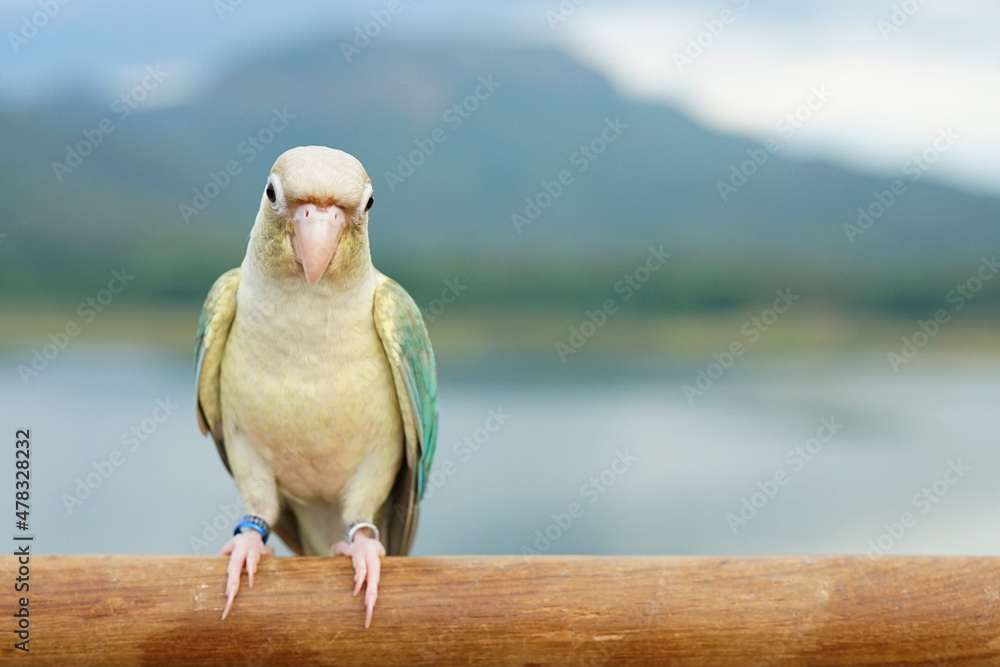 Green cheek conure turquoise pineapple cinnamon and opaline mutations) color on sky and mountain background, the small parrot of the genus Pyrrhura, has a sharp beak. Native to South America (Amazon). - obrazy, fototapety, plakaty 