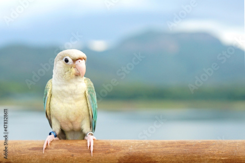 Green cheek conure turquoise pineapple (cinnamon and opaline mutations) color sky and mountain background, the small parrot of the genus Pyrrhura, has a sharp beak. Native to South America (Amazon).