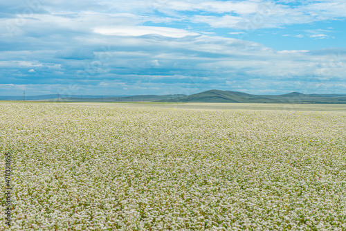 Wallpaper Mural Buckwheat blooms in the field. Hills in the background Torontodigital.ca