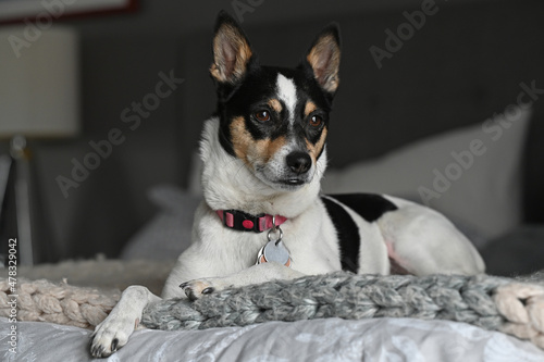  Fox terrier dog alert on bed. © Joseph