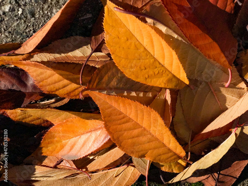 Orange, yellow, and red leaves lighted up with the sunlight photo