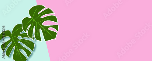 Monstera leaf on pink and light blue background