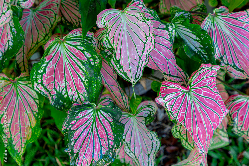 Selective focus of colourful leaves of Caladium Bicolor Vent in the ...