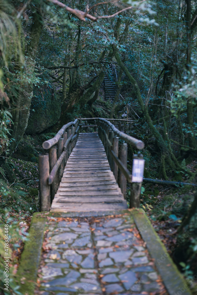 Fototapeta premium Winter Yaskuhima forest in Kyusyu Japan.