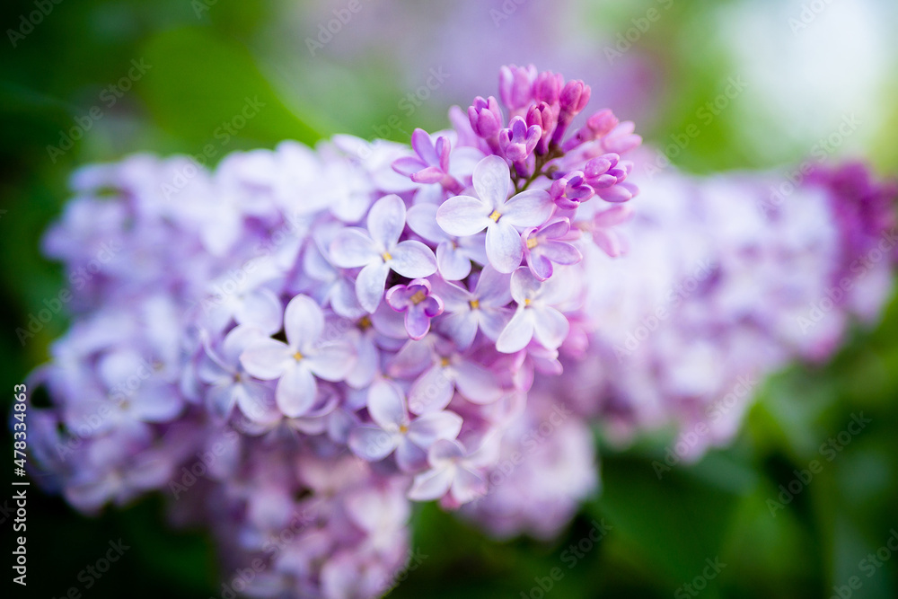 Lilac spring flowers bouquet purple background art design. Lilac spring flowers bouquet purple background art design.