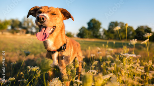 Playful happy smiling Dog in the field in summer, golden hour