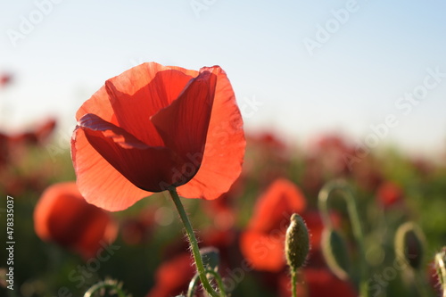 Red flowers of the poppy plant