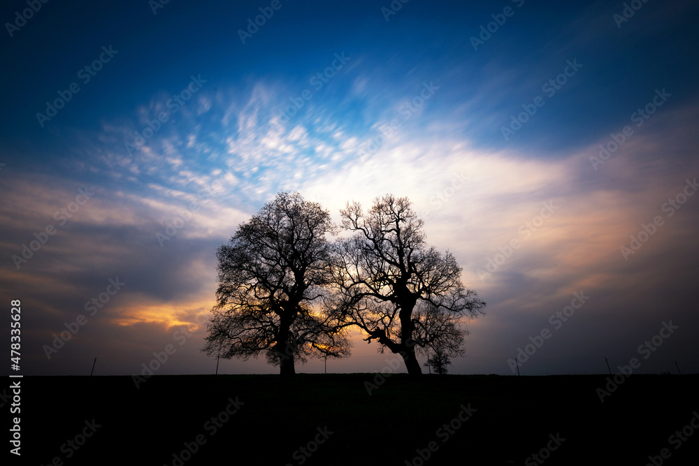 silhouette of trees on a sunset background silhouette of trees on a sunset background