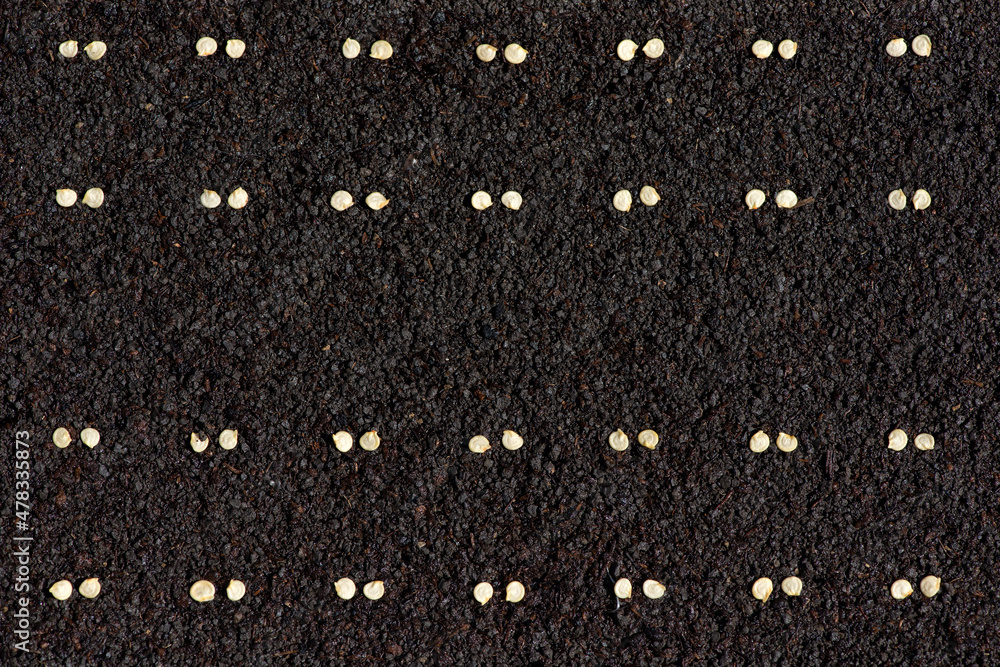 pepper seeds precisely planted in straight rows on fertile soil pepper seeds precisely planted in straight rows on fertile soil