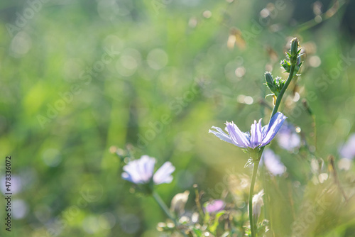 Blooming blue cichorium flowers at meadow with bokeh