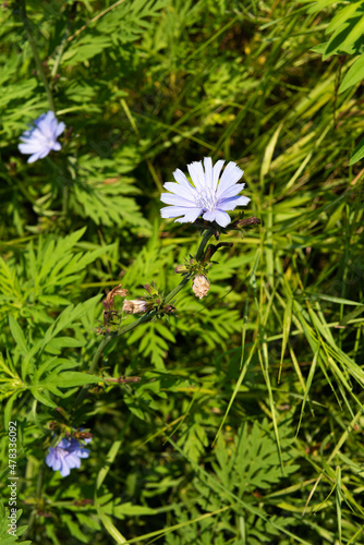 Blue flowers of chicory surrounded by lush vegetation