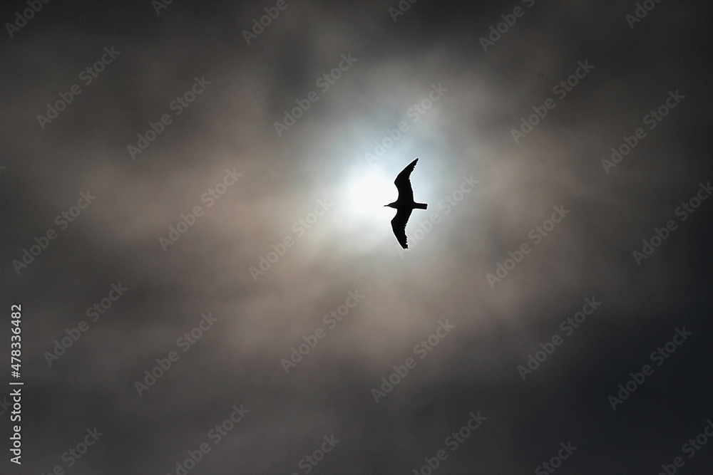 Fototapeta premium bird into the sun