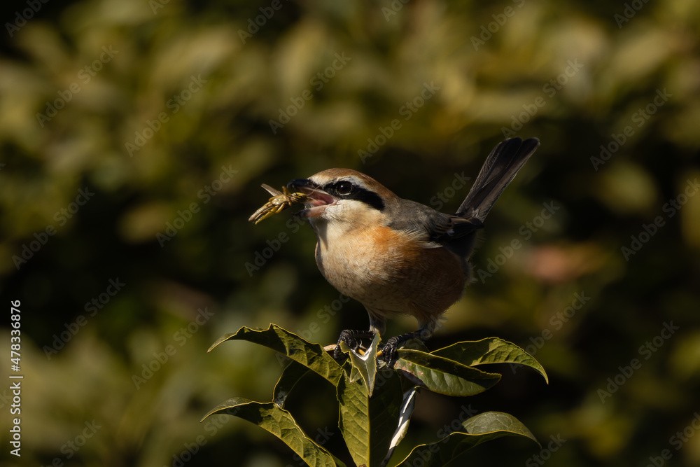 Fototapeta premium 獲物をくわえ直すモズ