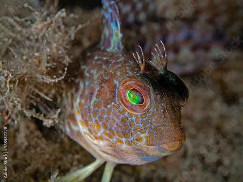 Variable blenny, Variabler Schleimfisch (Parablennius pilicornis) photo