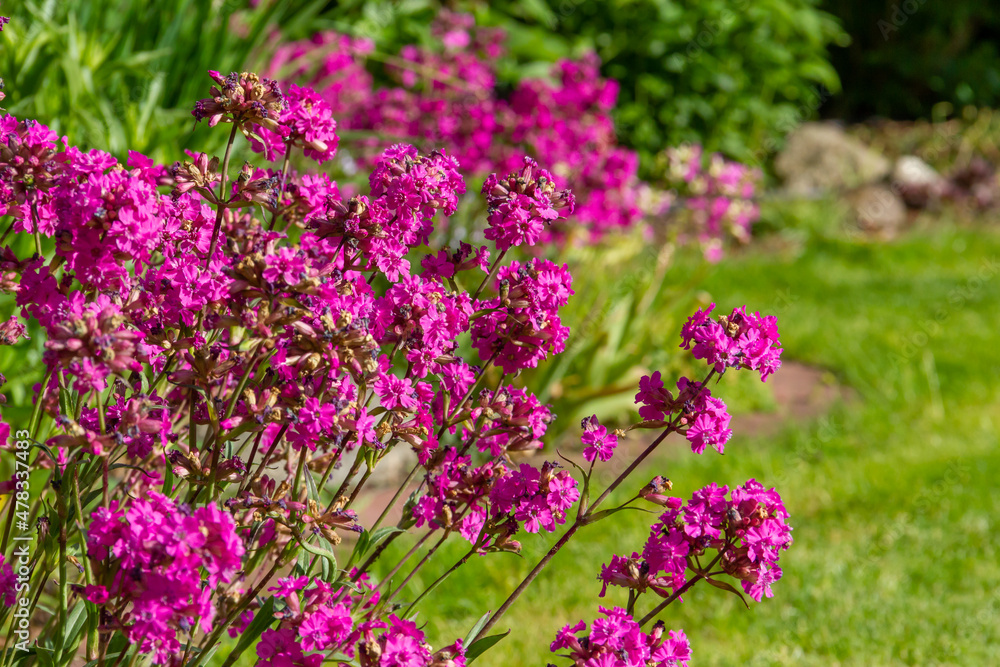 Pink Purple Flowers Lychnis viscaria. Flowering plant in the garden . Pink Purple Flowers Lychnis viscaria. Flowering plant in the garden .