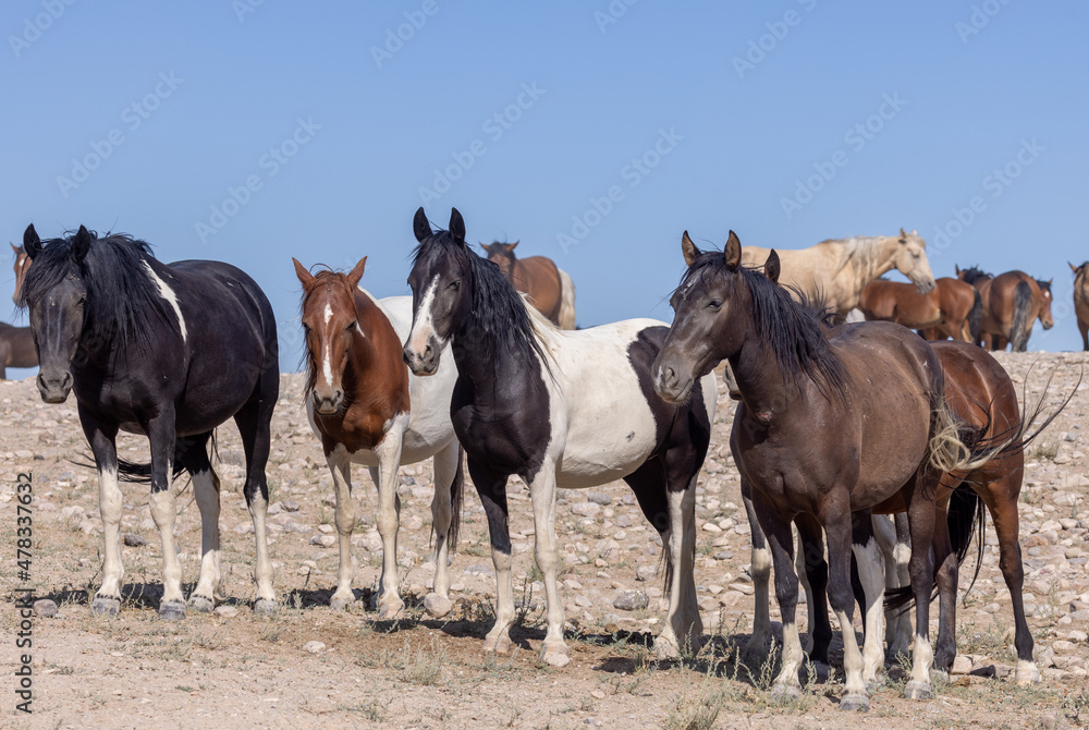 Beautiful Wild Horses in the Utah Desert in Summer