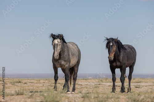 Beautiful Wild Horses in the Utah Desert in Summer