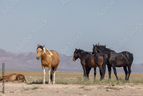 Beautiful Wild Horses in the Utah Desert in Summer