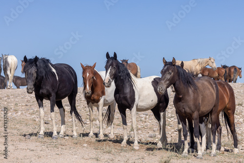 Beautiful Wild Horses in the Utah Desert in Summer