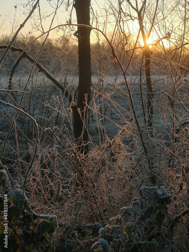 sunrise on a frosty morning in the floodplains around the river Ruhr in Muelheim, Germany photo