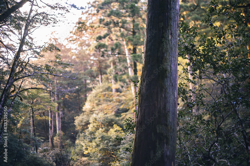 Winter Yaskuhima forest in Kyusyu Japan. Winter Yaskuhima forest in Kyusyu Japan.