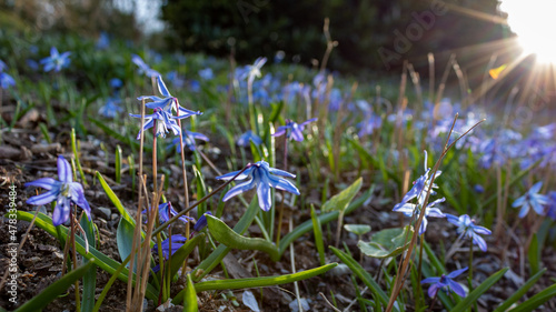 Blue flowering  field of Scilla  also called squills in early spring in Germany with bright sunlight. Closeup and selective focus