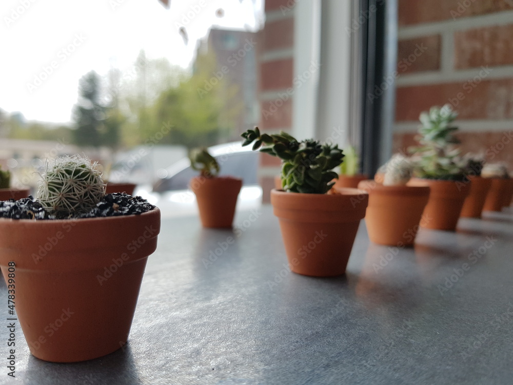 cactus in a pot