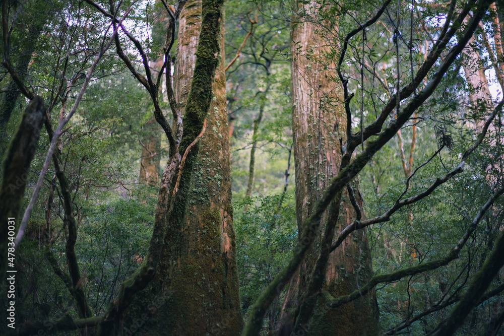 Fototapeta premium Winter Yaskuhima forest in Kyusyu Japan.