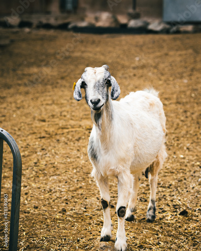 A goat on a farm