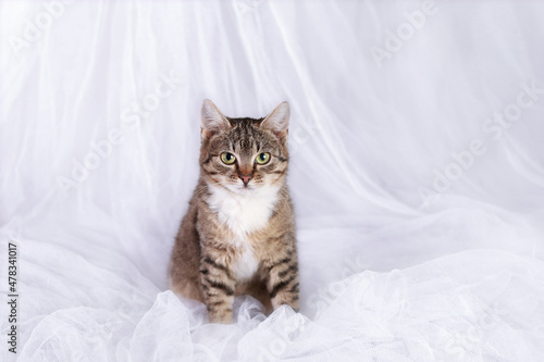 Cat on a white background. Tiger kitten posing at camera. Portrait of a cat. Kitten with green eyes. Pets. home care .Place for text. Horizontal image. Front view