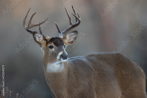 Fototapeta Alert buck whitetail deer
