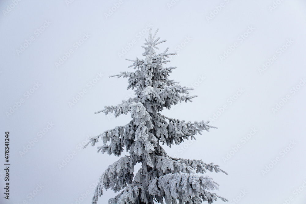 Sharp isolated snowy pine tree in foggy background Sharp isolated snowy pine tree in foggy background
