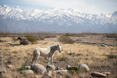 horse in the mountains in Argentina 