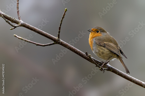 Robin on a branch © Atanas