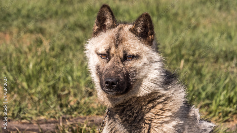 Fototapeta premium Portrait of a sled dog against green background