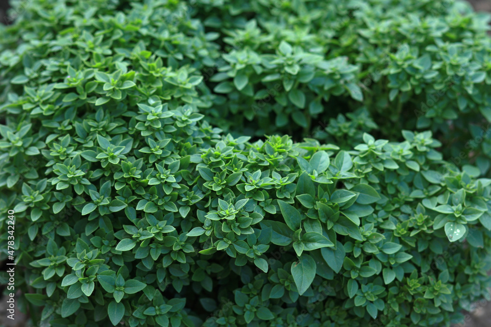Bush of greek basil in the garden. Green bush Bush of greek basil in the garden. Green bush