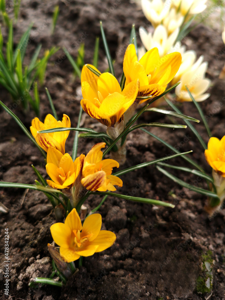 Crocuses. Spring flowers. Yellow crocuses. The use of crocuses in garden design. Primroses. Top view. Selective focus. Crocuses. Spring flowers. Yellow crocuses. The use of crocuses in garden design. Primroses. Top view. Selective focus.