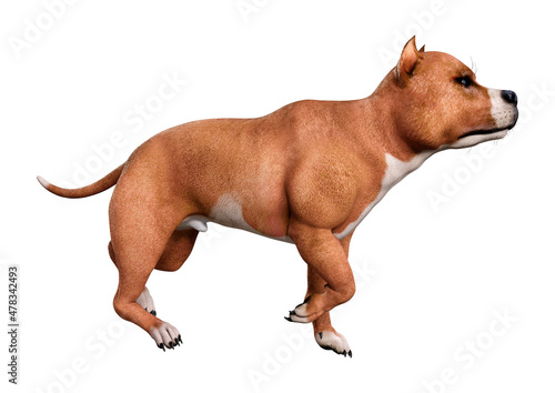 3D Rendering American Pit Bull Terrier on White