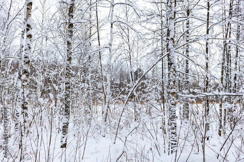 Winter forest close-up with trees and snow © Anatolii