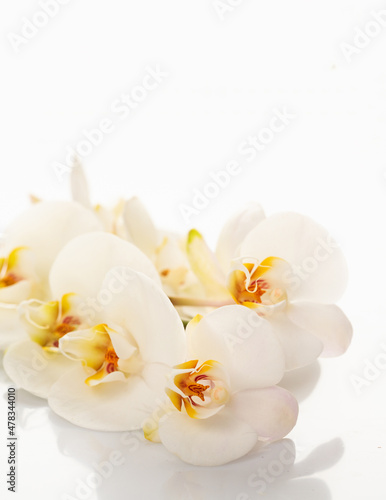 Phalaenopsis orchid on white background. Vertical, copy space.
