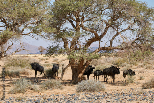 Herd of Blue wildebeest  Connochaetes taurinus  stand around a tree in dry landscape  Namibia  Southern Africa.