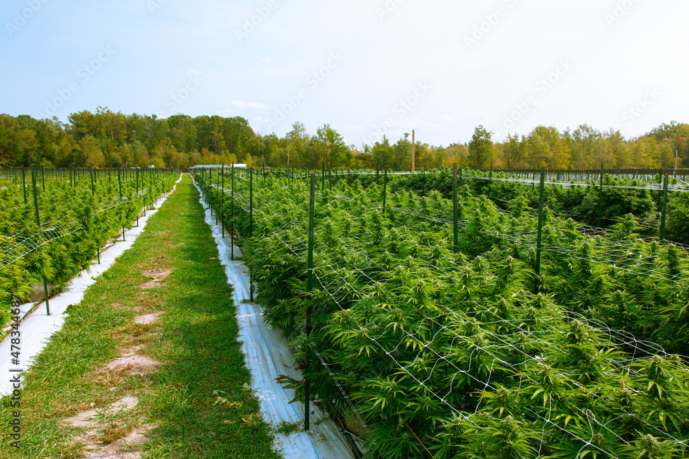 Obraz premium rows of plants