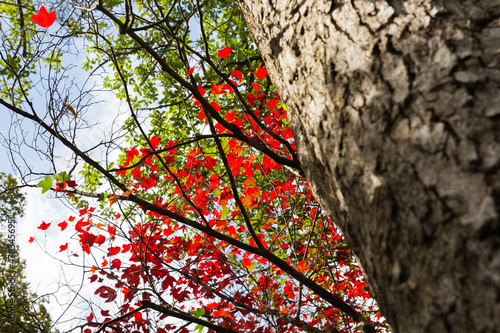 Maple leaf at Phukradung National Park,Thailand photo