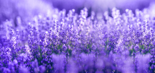 Wandcirkels Pantone 2022 very peri Lavendel in paarse trendkleur  © Miha Creative