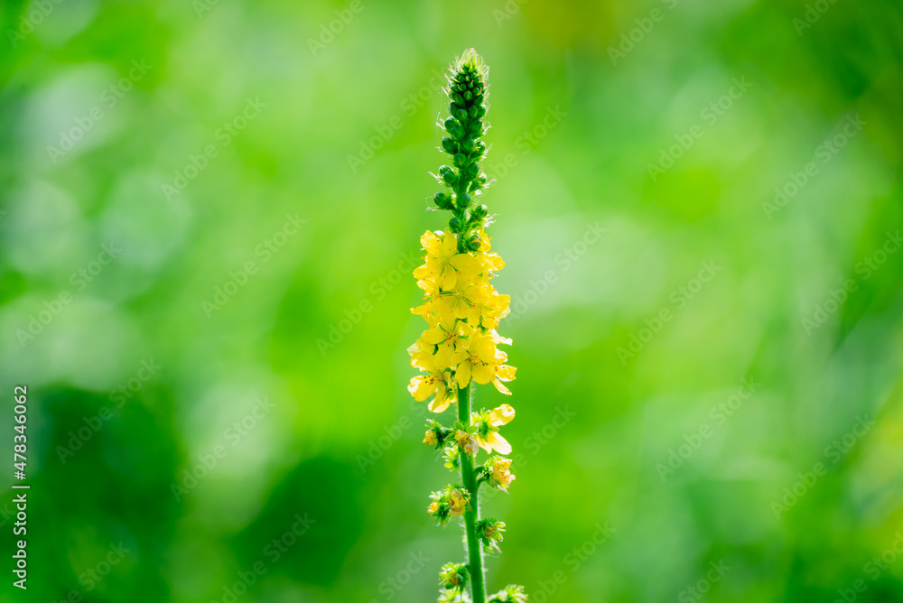 Burdock (Agrimony), Agrimonia eupatoria during flowering. Medicinal herbs. Burdock (Agrimony), Agrimonia eupatoria during flowering. Medicinal herbs.