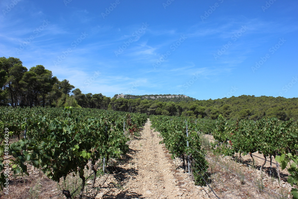 Beautiful view over the southern French vineyards in the Massif de la Clape nature park. Photo was taken on a very hot day at the end of summer.