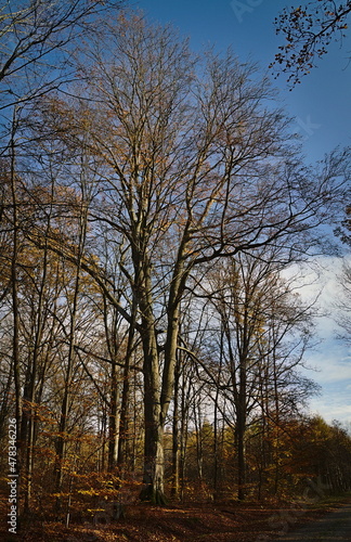 Beech forest in late autumn.