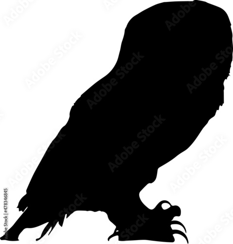 Fototapeta Naklejka Na Ścianę i Meble -  Owl Silhouettes Owl SVG EPS PNG