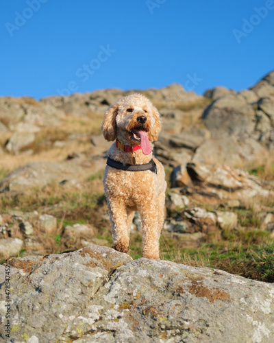 Photography Cockapoo dog standing on a rock on a hill in Sunshine