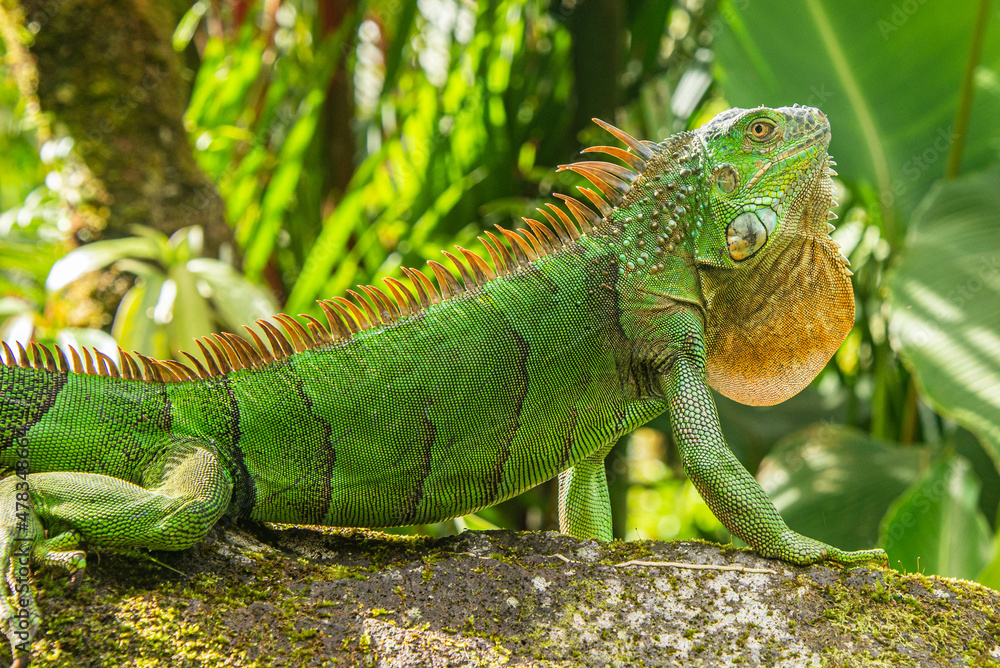 Green iguana, Arenal National Park, La Fortuna, Costa Rica Green iguana, Arenal National Park, La Fortuna, Costa Rica